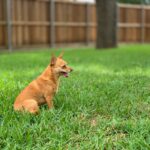 Scoop Heroes | Dog Image | Chihuahua sitting on the grass