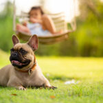 Scoop Heroes | Dog Image | French bulldog lying on grass and looking around