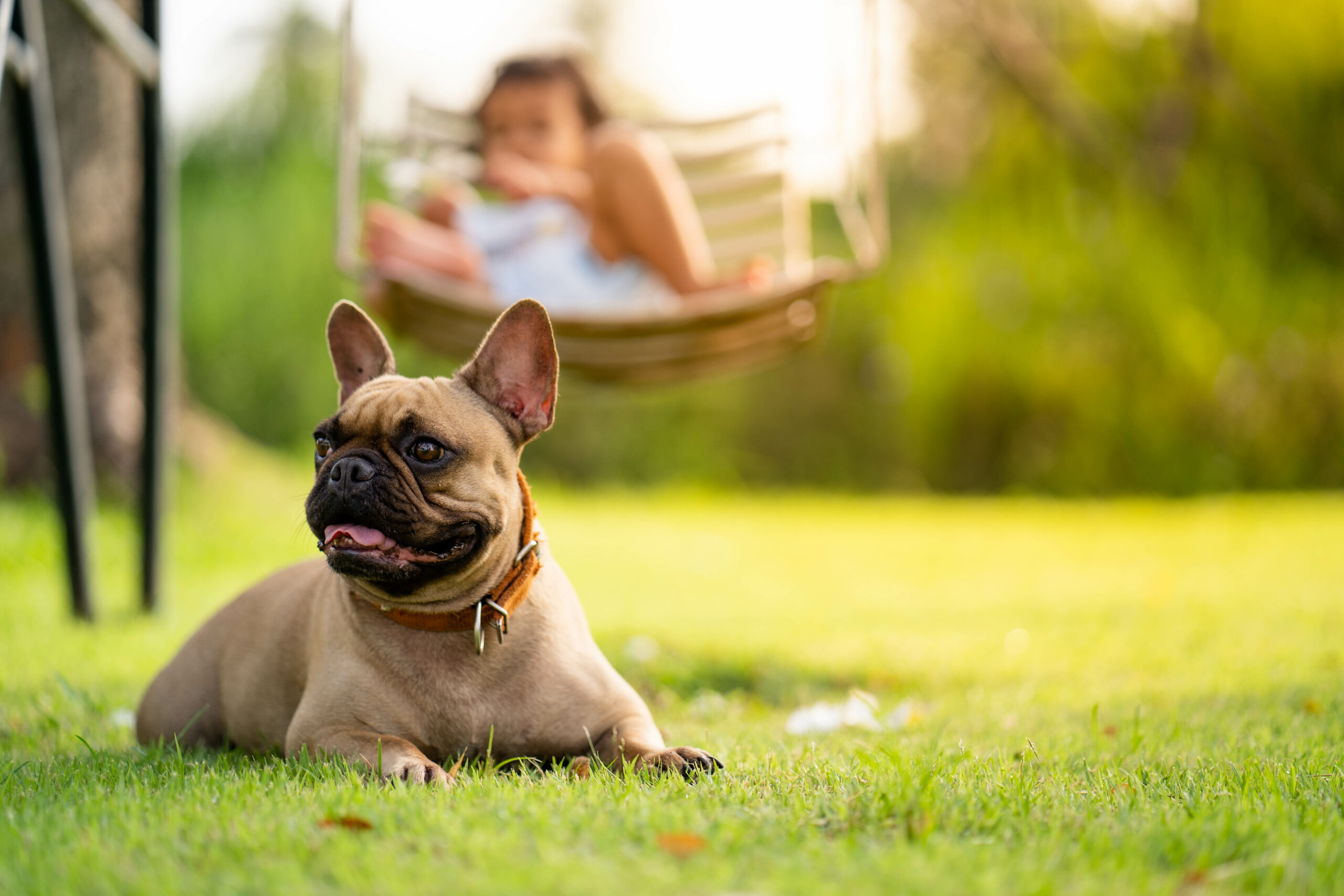 Scoop Heroes | Dog Image | French bulldog lying on grass and looking around