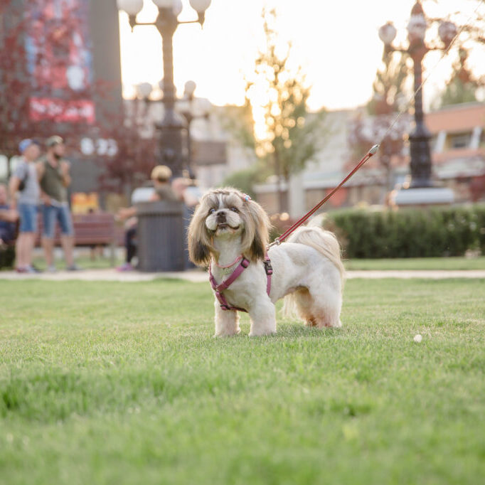 Scoop Heroes | Dog Image | Shih Tsu on a leash