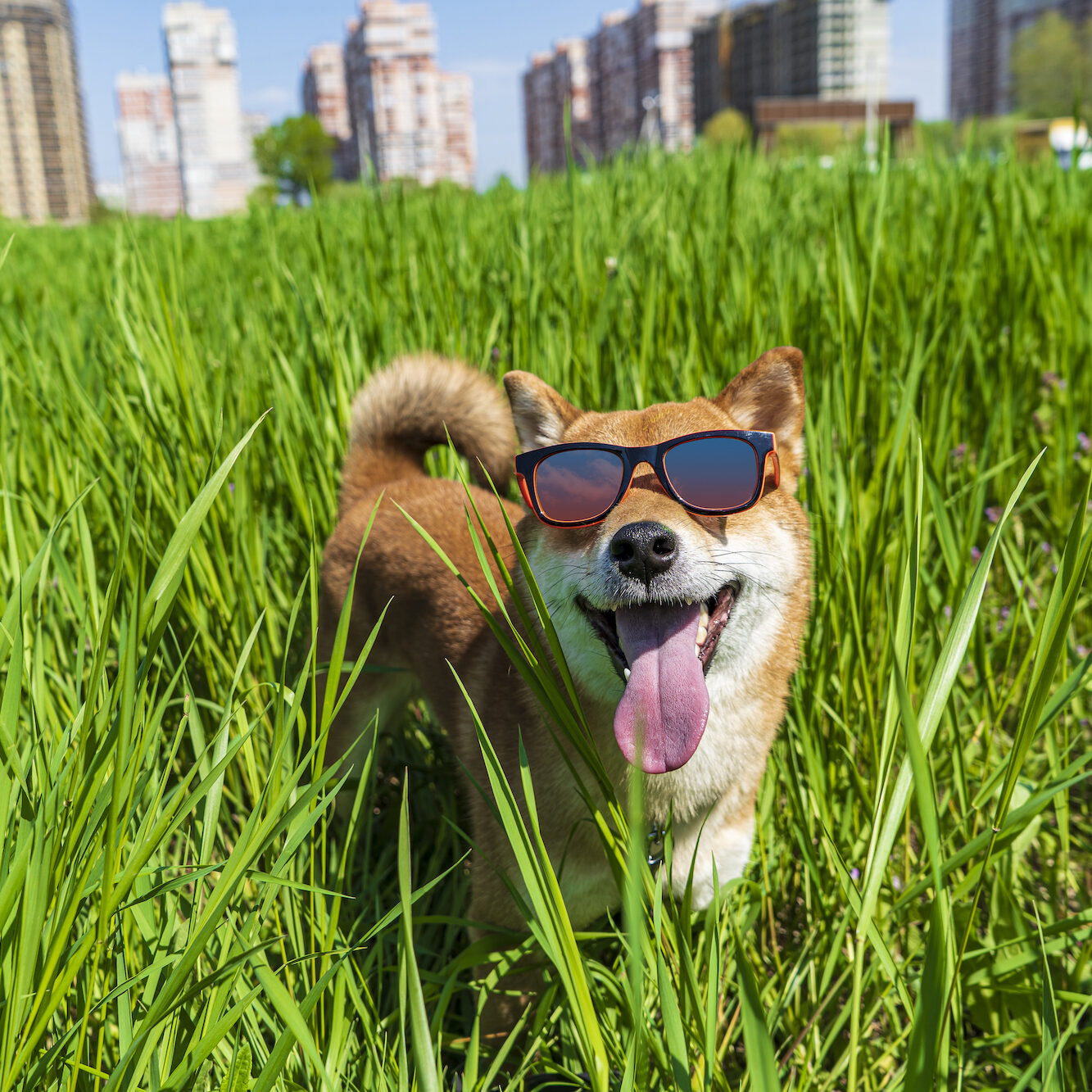 Scoop Heroes | Dog Image | Shiba Inu in grass with sunglasses on